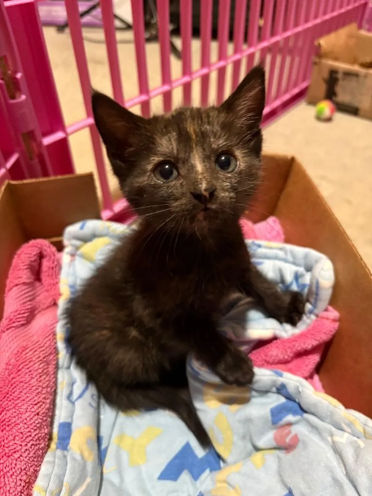 A baby medium-sized female Domestic Short Hair cat named Dominica for adoption in Raleigh, NC
