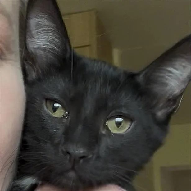 A baby small-sized male Black Domestic Medium Hair cat named Dinosaur for adoption in Pleasant Hill, CA