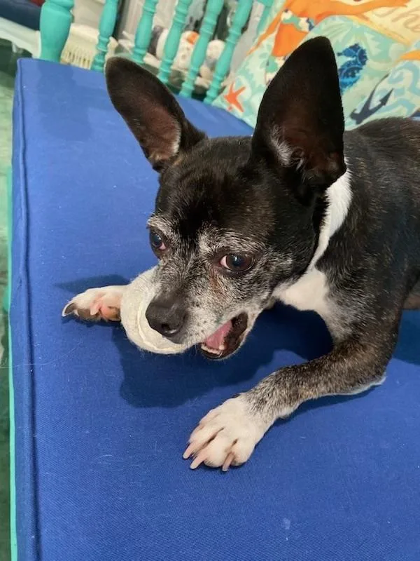 Oreo Blizzardga thumbnail 4