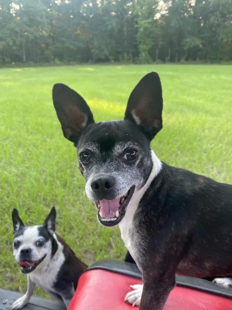 Oreo Blizzardga thumbnail 5