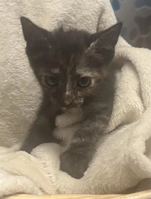 A baby small-sized female Domestic Short Hair cat named Sage for adoption in Rosenberg, TX