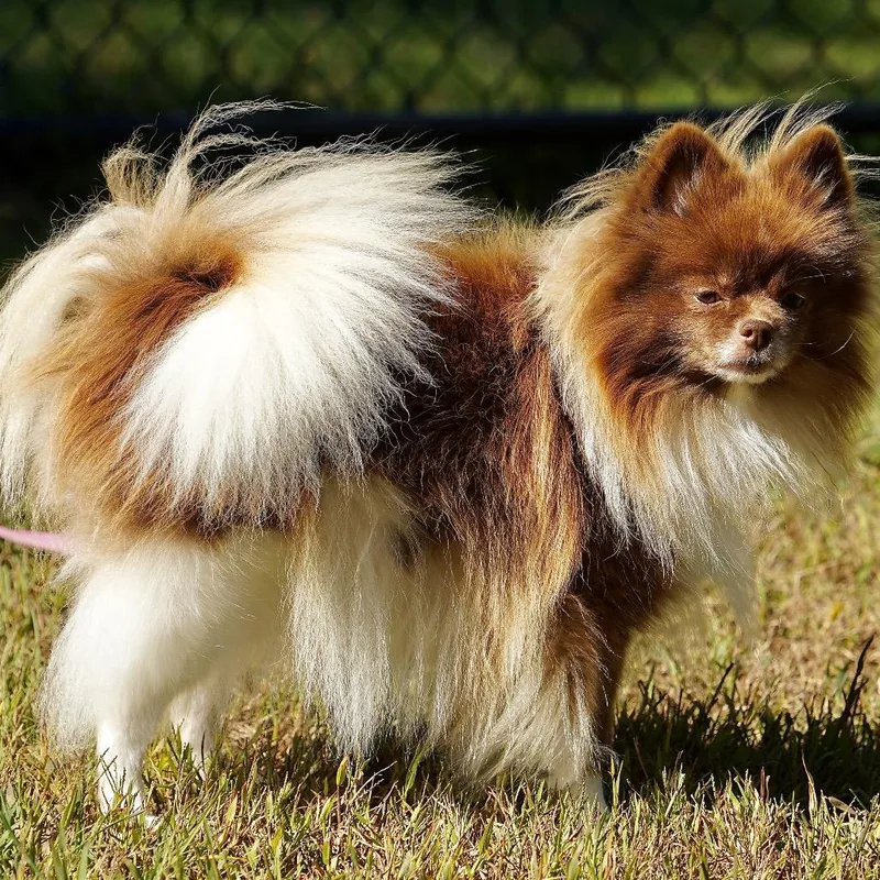 An adult small-sized female Pomeranian dog named Coco for adoption in Scituate, MA
