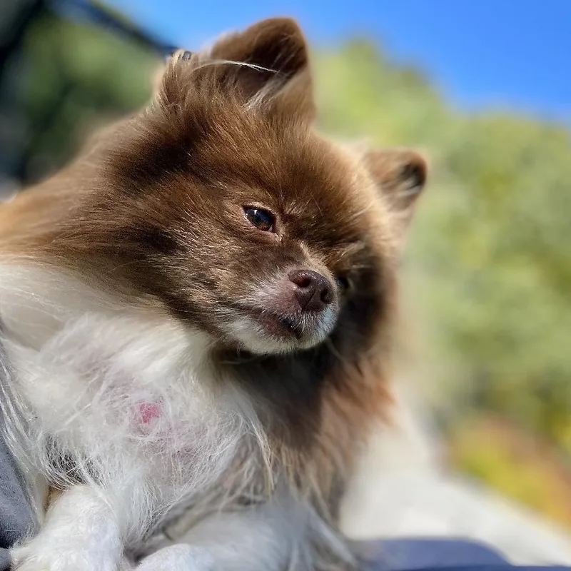 Coco thumbnail 2