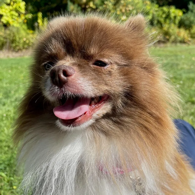 Coco thumbnail 3