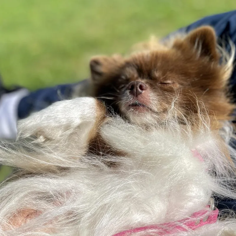Coco thumbnail 4