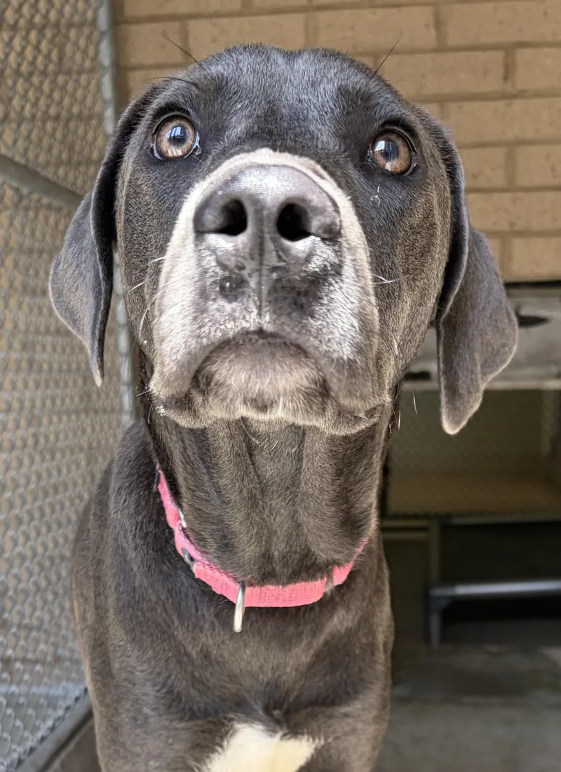 A young large-sized male Weimaraner dog named Austin for adoption in Marietta, GA