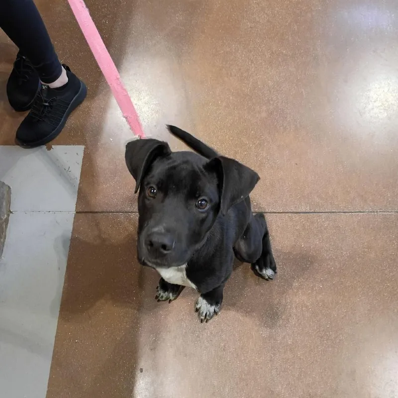 A baby small-sized male Black Pit Bull Terrier dog named Smokey for adoption in Lynchburg, VA