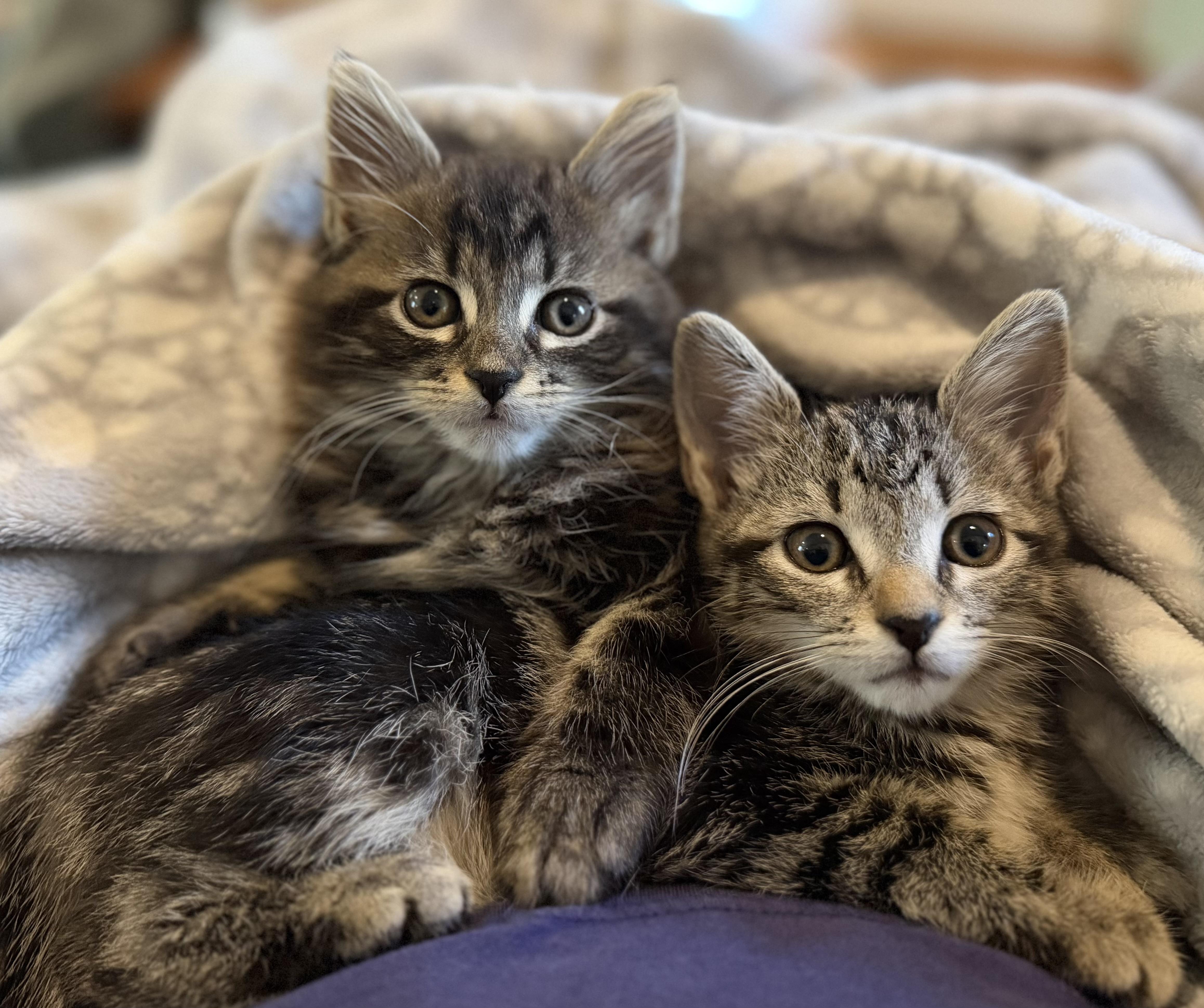 A baby medium-sized male Maine Coon cat named Taylor& Fritz for adoption in Allentown, NJ