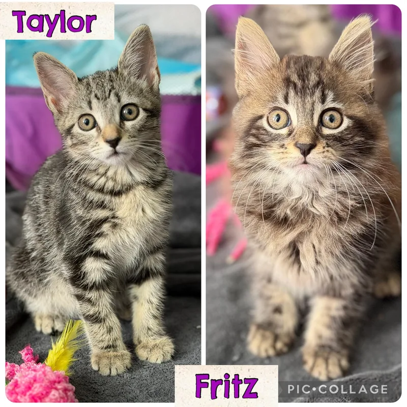 Taylor& Fritz thumbnail 3