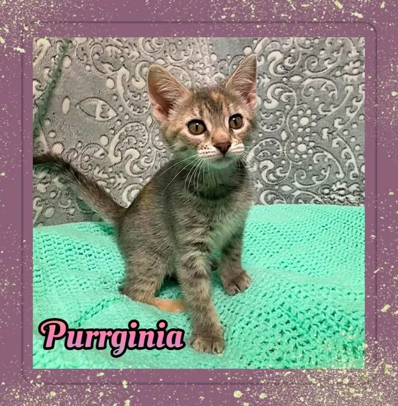 A baby small-sized female Domestic Short Hair cat named Purrginia for adoption in Jacksonville, IL