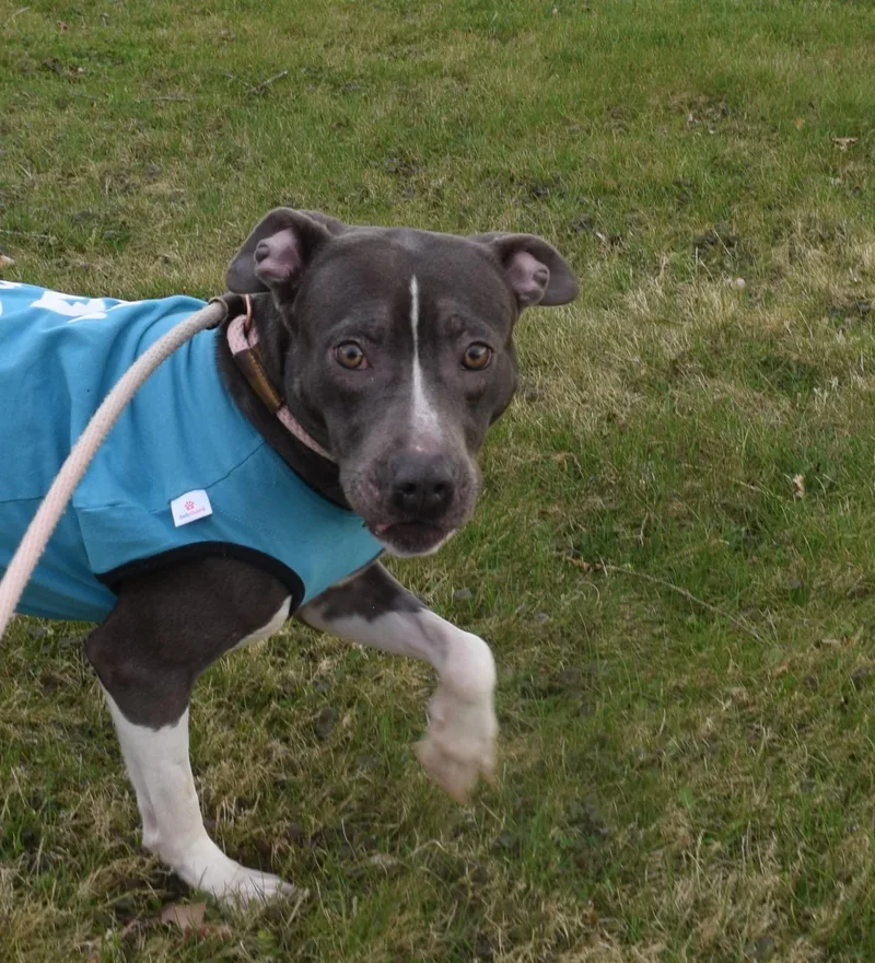 An adult medium-sized female Gray / Blue / Silver Mixed Breed dog named Blue for adoption in Norwich, NY