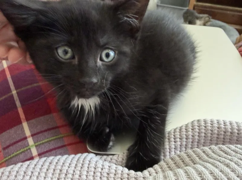 A baby small-sized male Black Domestic Short Hair cat named Spiderweb:  Goliath for adoption in Warren, CT