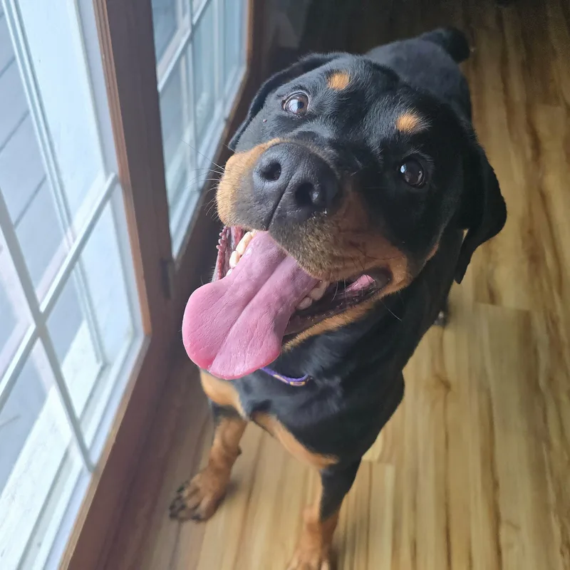 A young large-sized female Rottweiler dog named Tiana for adoption in Cedar Rapids, IA