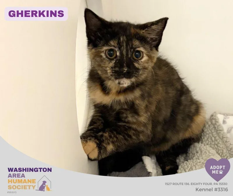 A baby small-sized female Tortoiseshell Domestic Short Hair cat named Gherkins for adoption in Eighty Four, PA