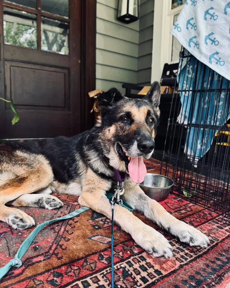 An adult large-sized male Black German Shepherd Dog dog named Johnny for adoption in New Rochelle, NY