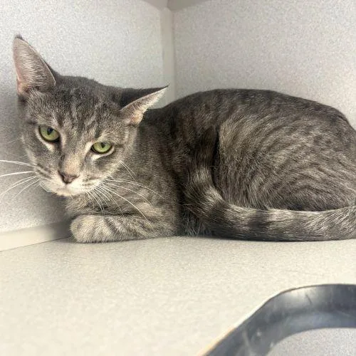 Misty
