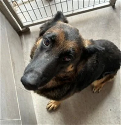 An adult large-sized female German Shepherd Dog dog named Mary for adoption in Albuquerque, NM
