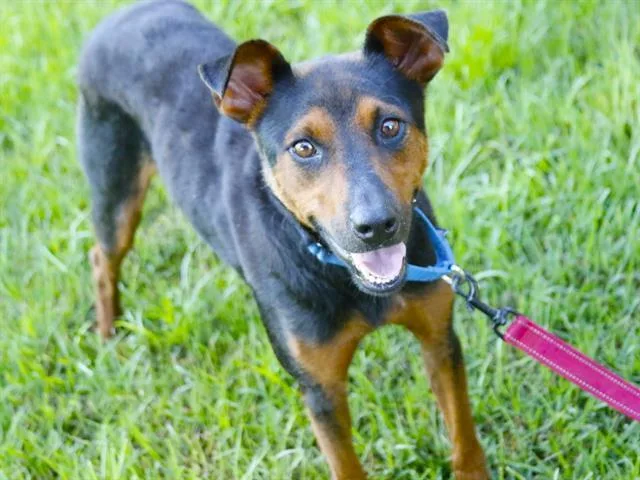 An adult medium-sized female Manchester Terrier dog named Sasha for adoption in Tallahassee, FL