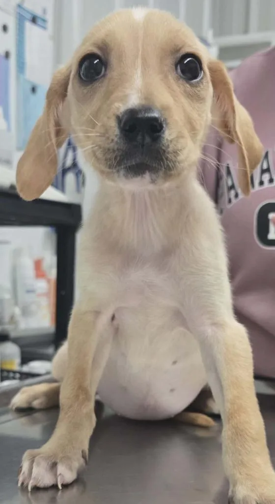 A baby small-sized female Mixed Breed dog named Hermine for adoption in Hillsdale, IN