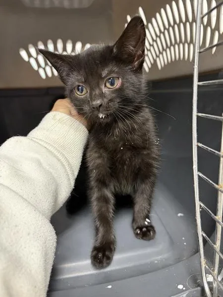 A baby small-sized female Domestic Short Hair cat named Dusa for adoption in Morristown, TN