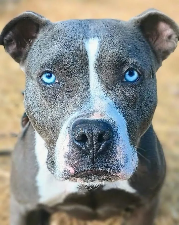 An adult large-sized female Gray / Blue / Silver American Staffordshire Terrier dog named Stella for adoption in Flint, MI