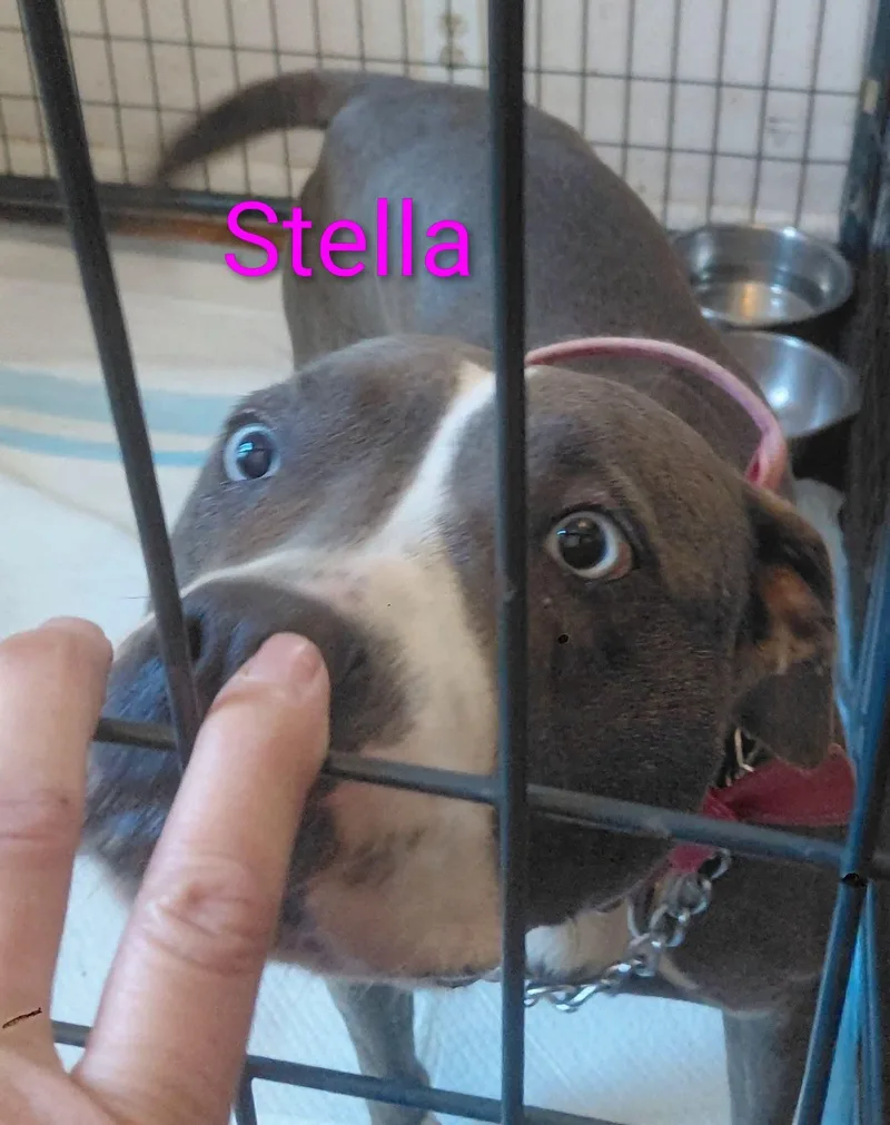 Stella thumbnail 4