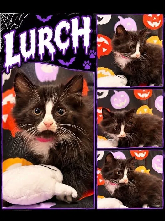 A baby small-sized male Domestic Long Hair cat named Lurch Pnk for adoption in Rensselaer, IN