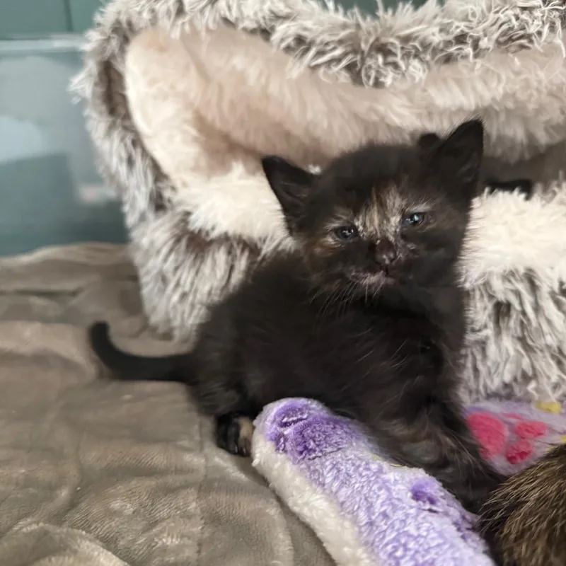A baby small-sized female Tortoiseshell Domestic Short Hair cat named Violet for adoption in Tustin, CA