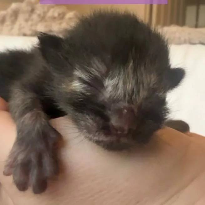 Violet thumbnail 4