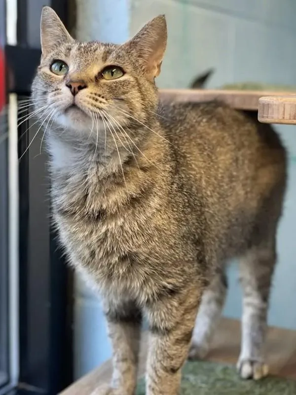 An adult small-sized female Domestic Short Hair cat named Camilla for adoption in Roanoke, VA