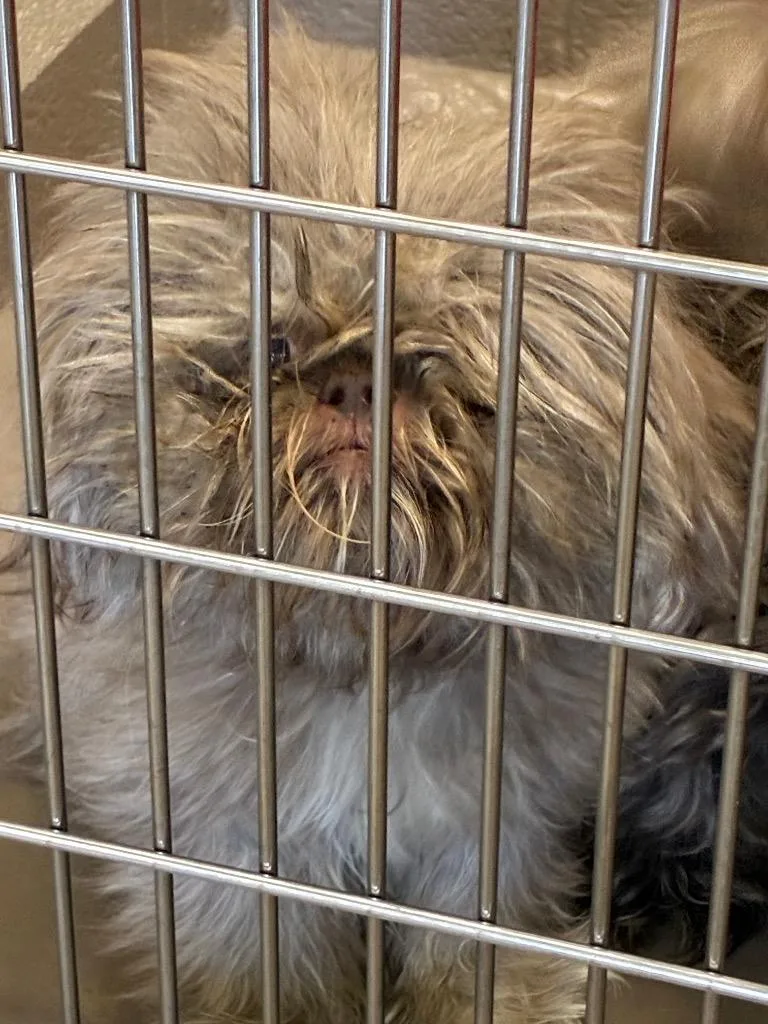A senior medium-sized female Shih Tzu dog named Sadie for adoption in Christiansburg, VA
