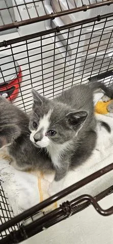 A baby small-sized male Domestic Long Hair cat named Henry for adoption in San Martin, CA