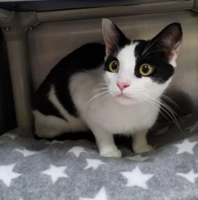 An adult small-sized male Domestic Short Hair cat named Spyder for adoption in Alameda, CA