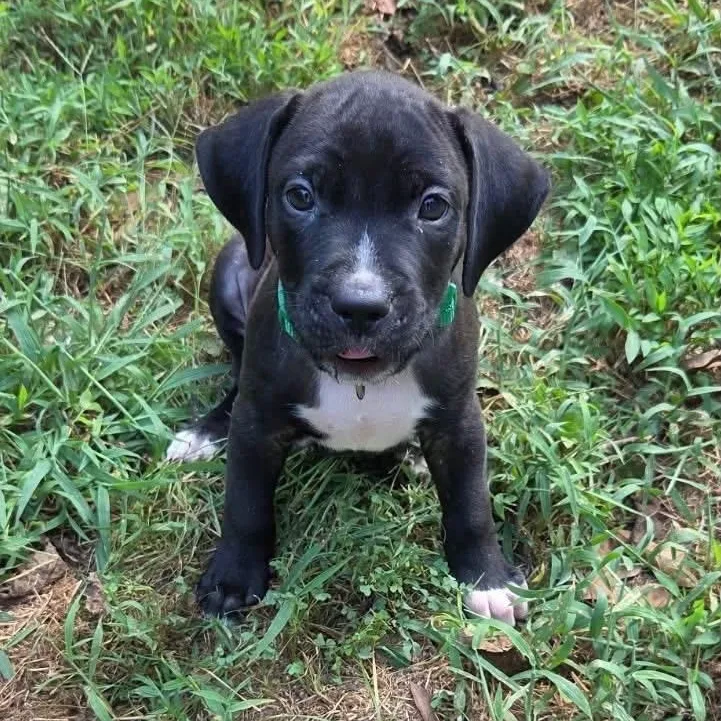 A baby medium-sized male Black Labrador Retriever dog named Conway for adoption in Hamilton , NJ