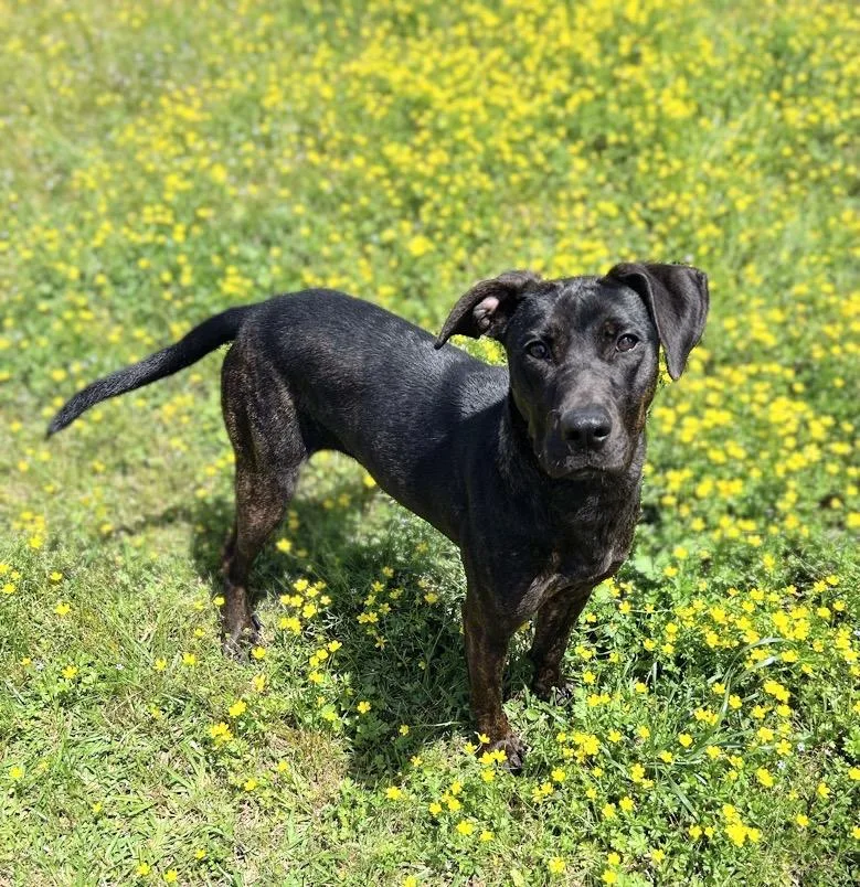 A young medium-sized female Labrador Retriever dog named Ritz for adoption in Bryant, AR