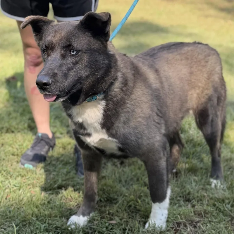 An adult medium-sized female Shepherd dog named Chastity for adoption in Locust Fork, AL