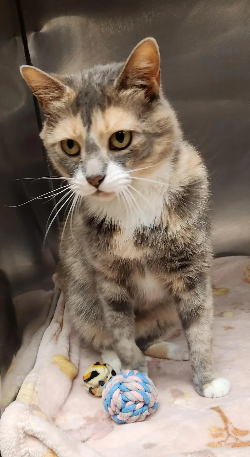 An adult medium-sized female Dilute Calico Domestic Short Hair cat named Ithaca for adoption in Clayton, NJ