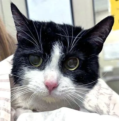 An adult large-sized female Domestic Short Hair cat named Beau for adoption in Fishers, IN