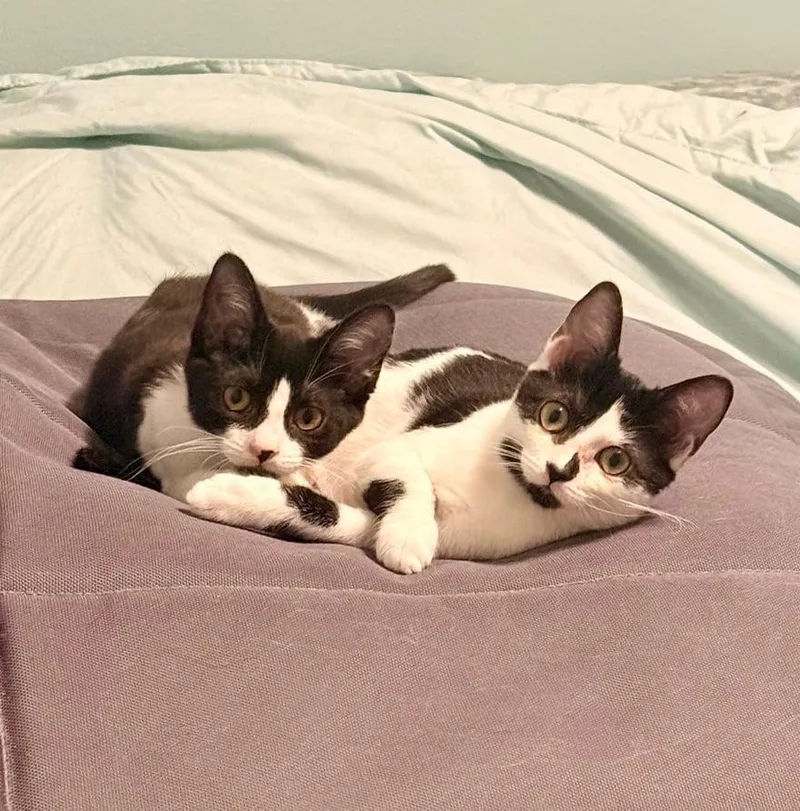 A baby medium-sized female Black & White / Tuxedo Domestic Short Hair cat named Posy for adoption in Royal Oak, MI