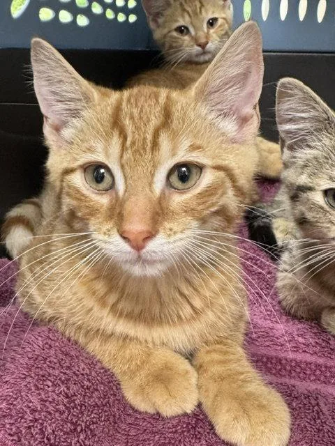 A baby medium-sized male Orange / Red Domestic Short Hair cat named Harry for adoption in Lancaster, PA