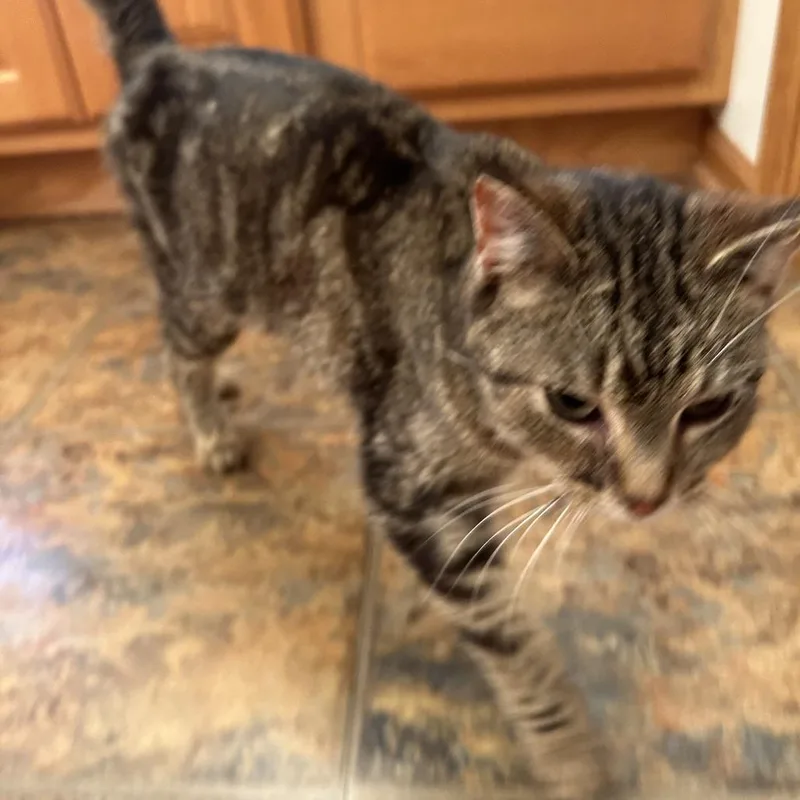 A young small-sized female Gray / Blue / Silver Domestic Short Hair cat named Found Elgin for adoption in Rochester, MN