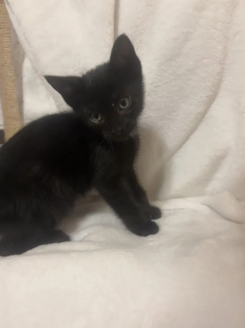 A young medium-sized male Black Domestic Short Hair cat named Phantom for adoption in Pompano Beach, FL