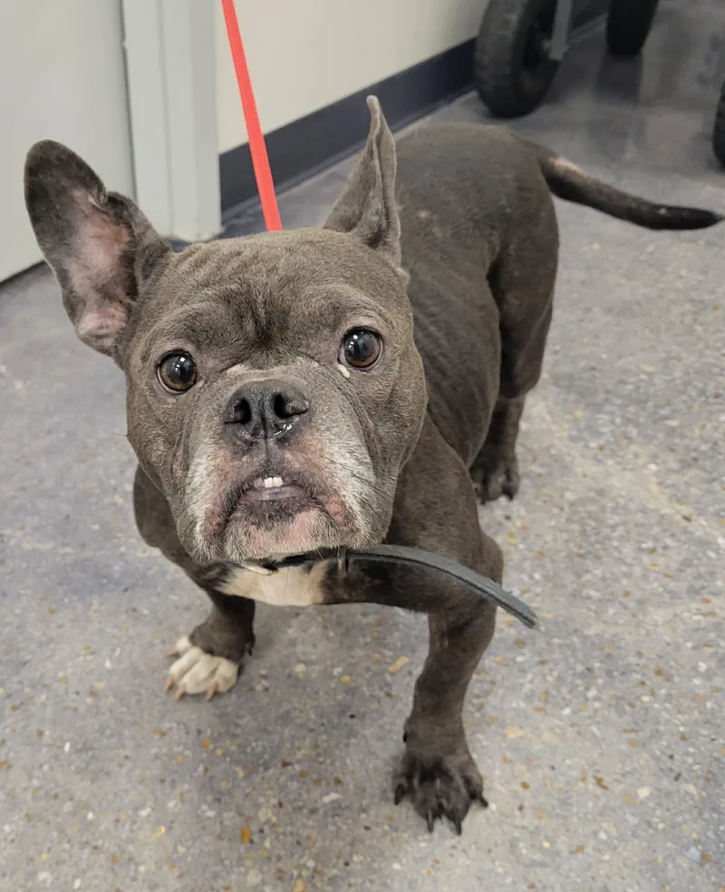 An adult medium-sized female Gray / Blue / Silver French Bulldog dog named Carlie for adoption in LaPlace, LA