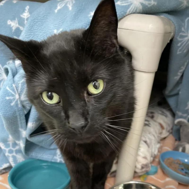 An adult large-sized male Black Domestic Short Hair cat named Axel for adoption in Enfield, NH