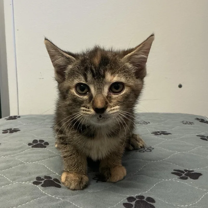 A baby small-sized female Domestic Short Hair cat named Quinn for adoption in Spruce Pine, NC