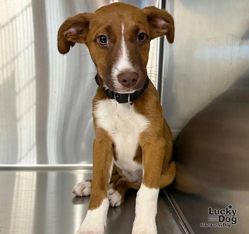 A baby medium-sized female Labrador Retriever dog named Lil Sassy for adoption in Washington, DC