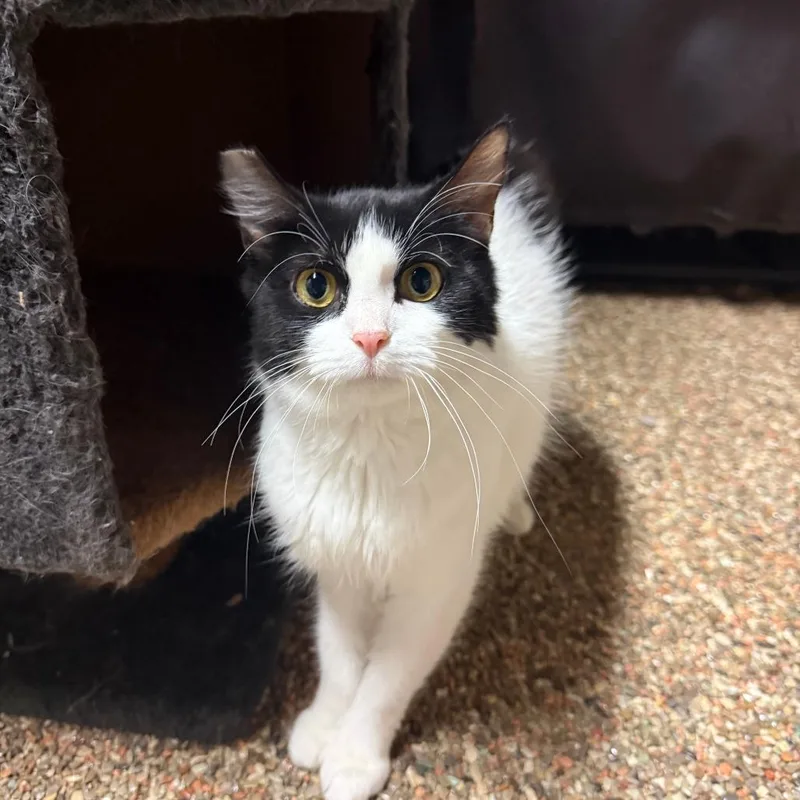 A young small-sized female Domestic Long Hair cat named Miss BW Fluff for adoption in Ashtabula, OH