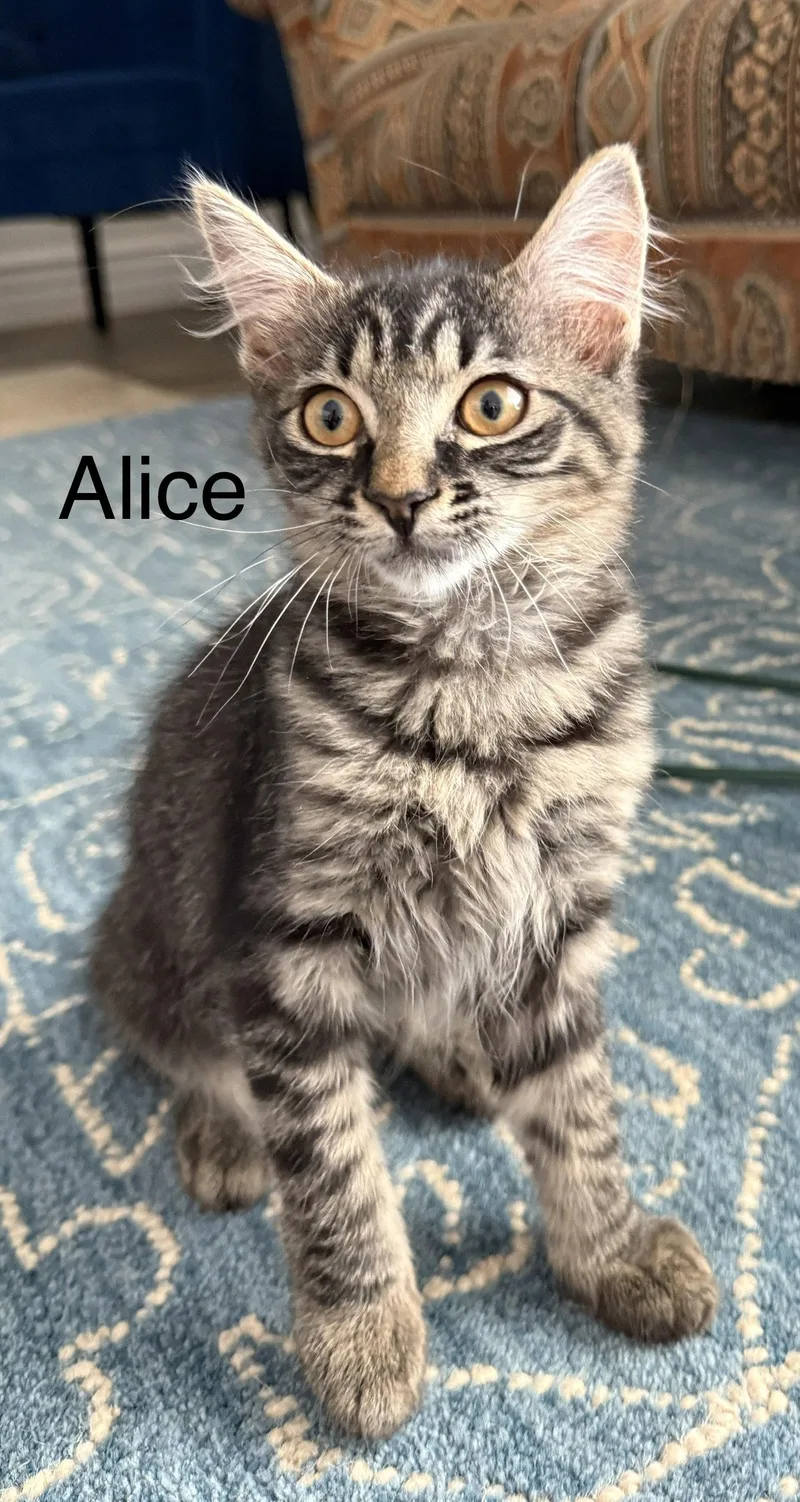 Alice thumbnail 2