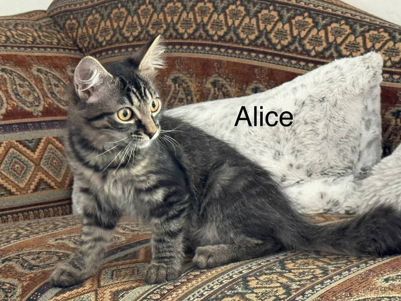 Alice thumbnail 3