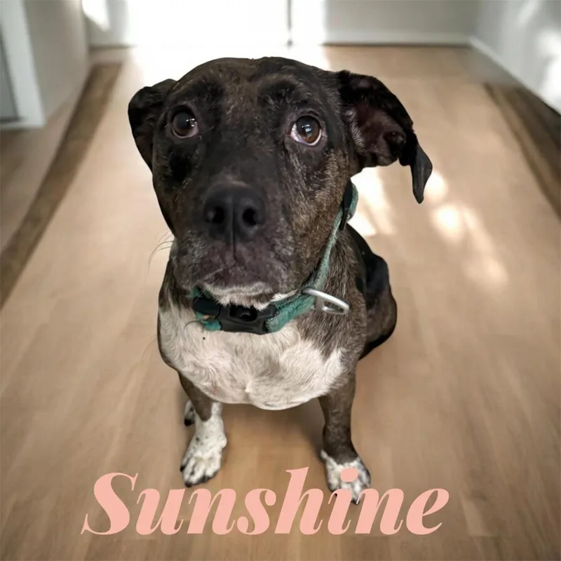 An adult medium-sized female Pit Bull Terrier dog named Sunshine for adoption in Camden, TN